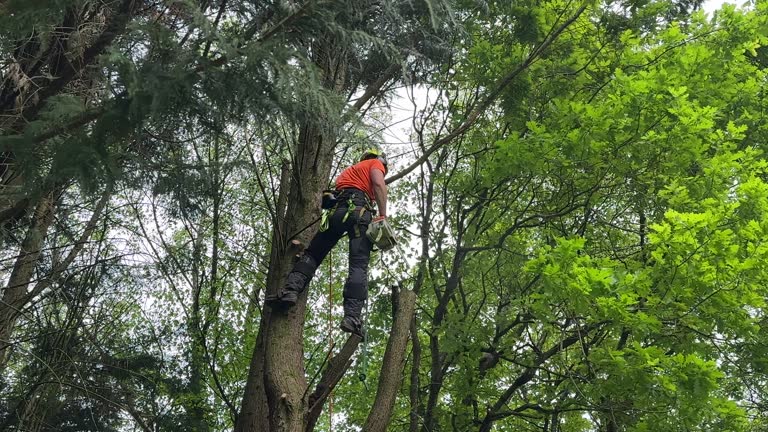 Professional Tree Removal and Landscaping Services in Dysart, IA